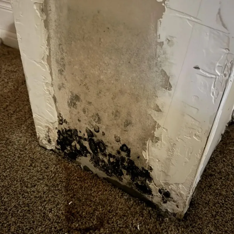 Professional Mold Removal in Barre, MA